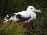 Albatross in Georgia Australe