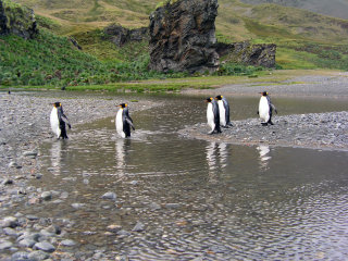 Pinguini reali