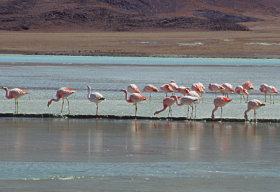 Fenicotteri rosa in Bolivia