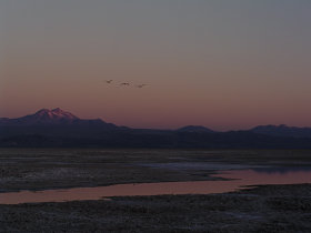 Salar de Atacama, Cile